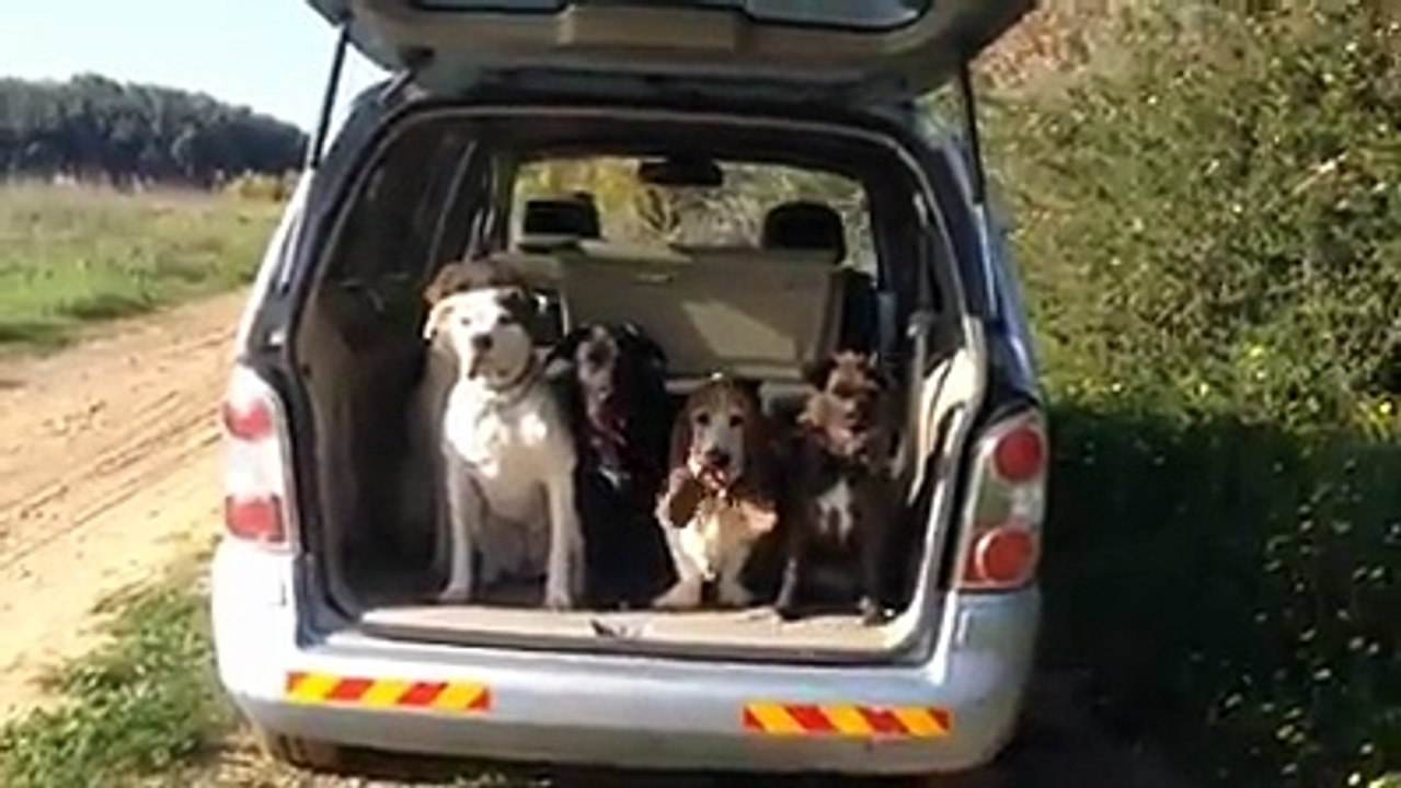 How To Get 5 Dogs Out Of The The Car Properly
