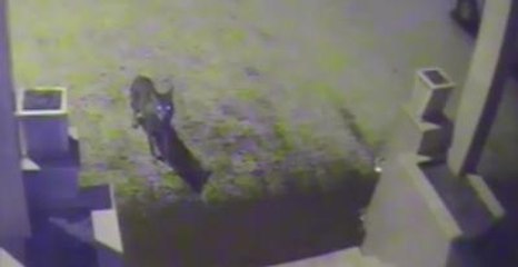 İlçe Merkezine İnen Kurt MOBESE'ye Takıldı