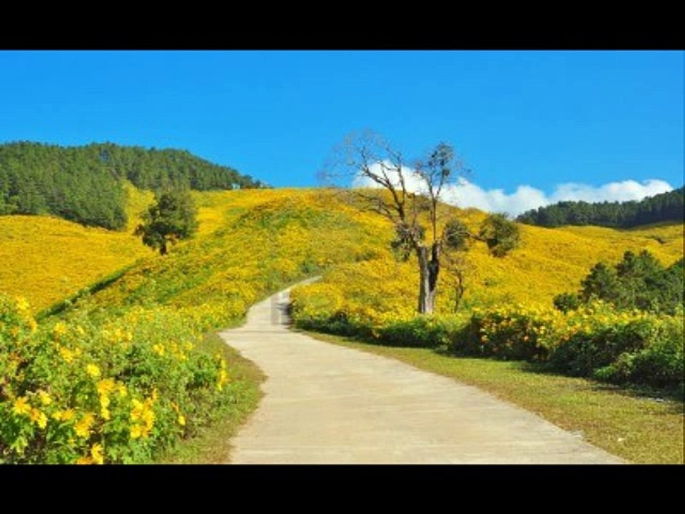 Blossom fields