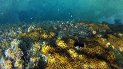 Praias, Mares, Barcos, Canoagem, Mar Aberto, Cavernas Submarinas, Mergulhos Submarinos, Picinguaba, Ubatuba, SP, Brasil, Marcelo Ambrogi, (58)