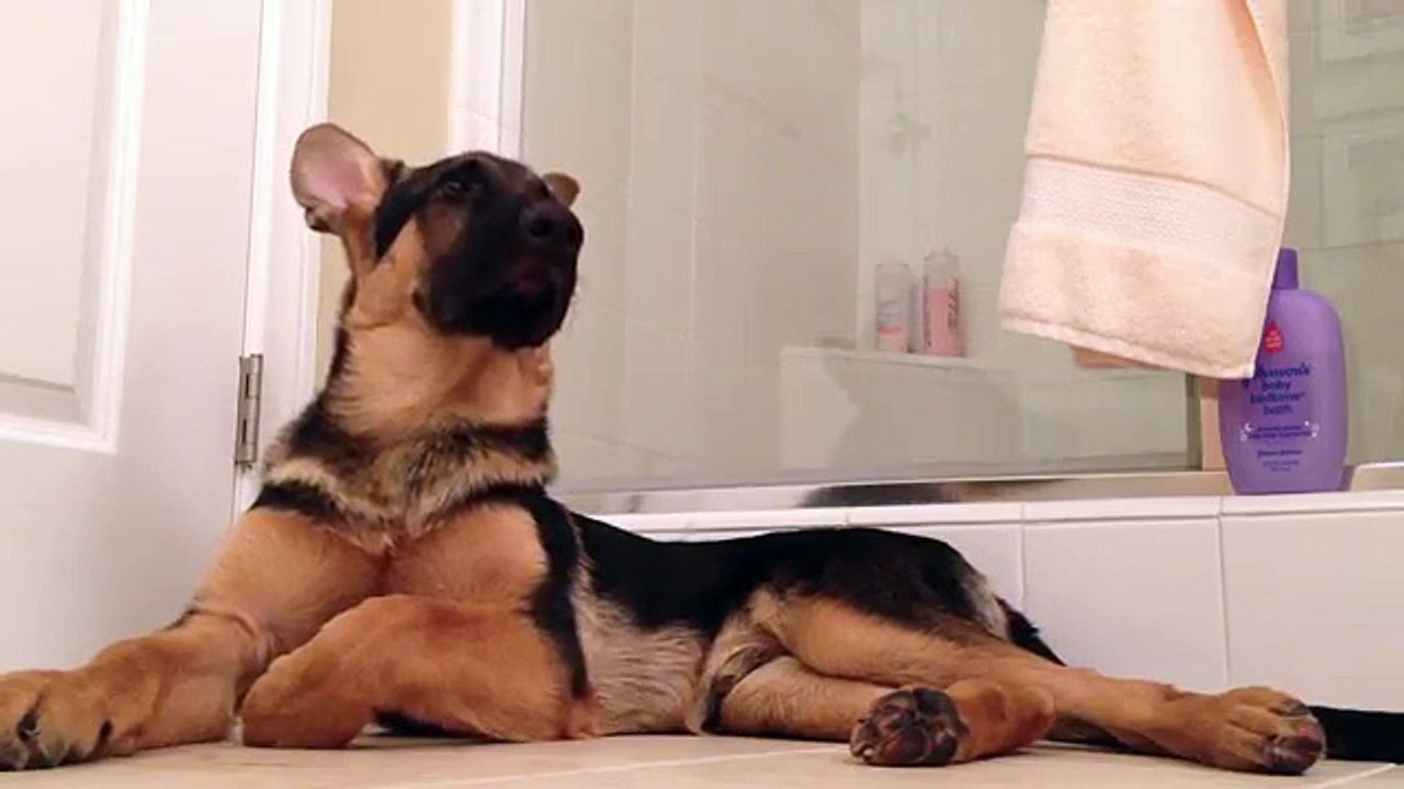 Un Berger Allemand accompagne son maître qui chante sous la douche