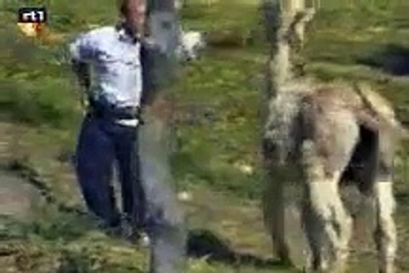 donkey behind a naked man