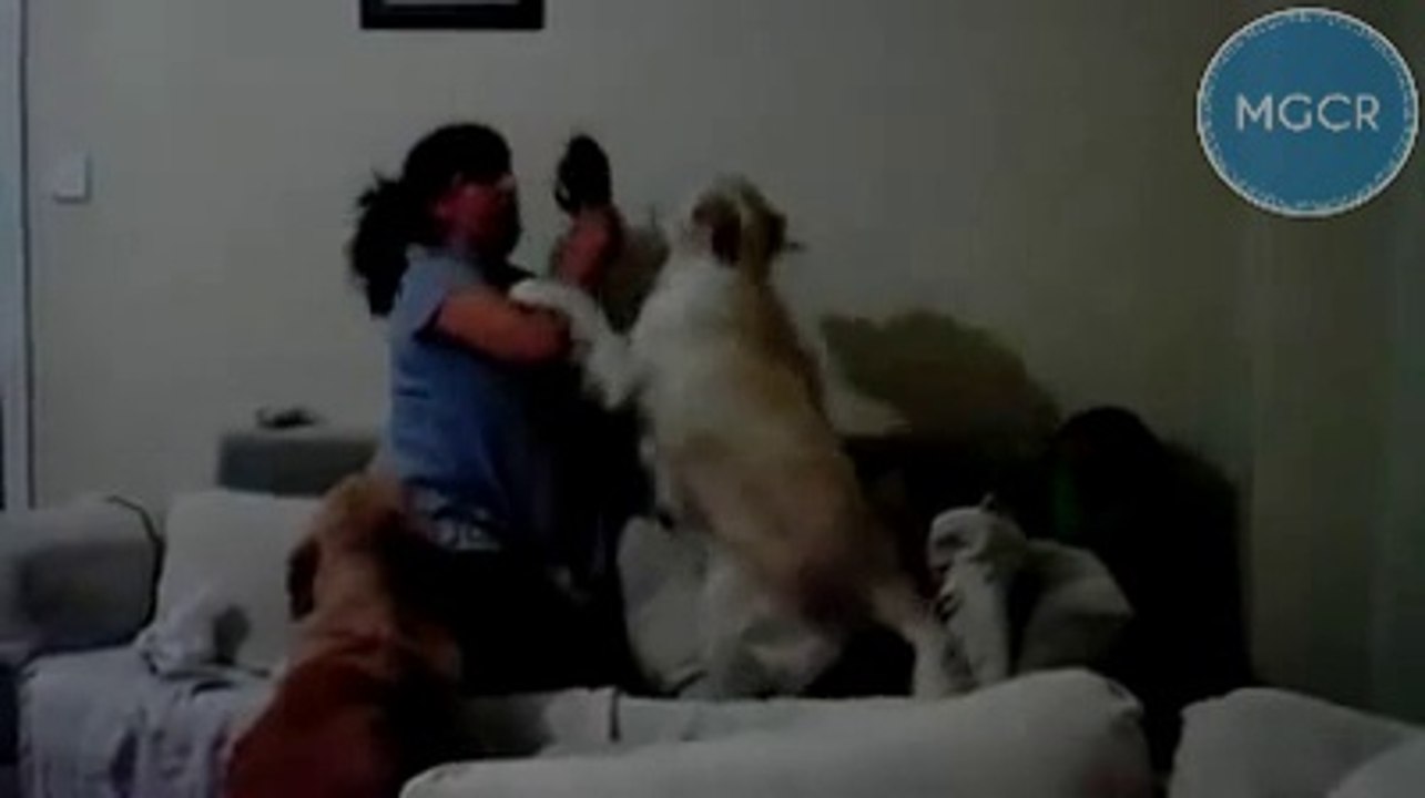 Mamma finge di picchiare suo figlio, i cani lo difendono