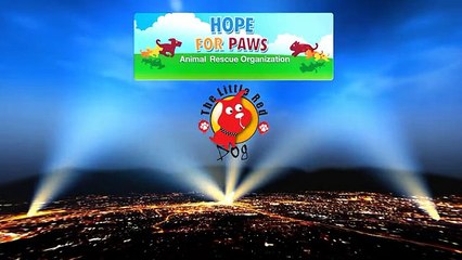 Un Pit Bull et ses nouveau-nés secourus, mais ce qui arrive ensuite vous étonnera