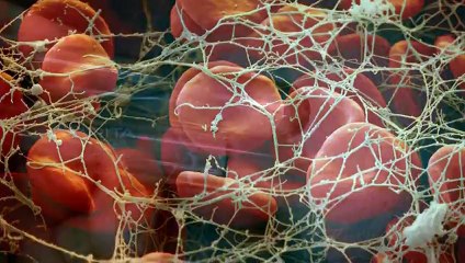 Coagulase Test (shared by athar ali)