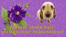 Наши любимые животные. our favorite pets