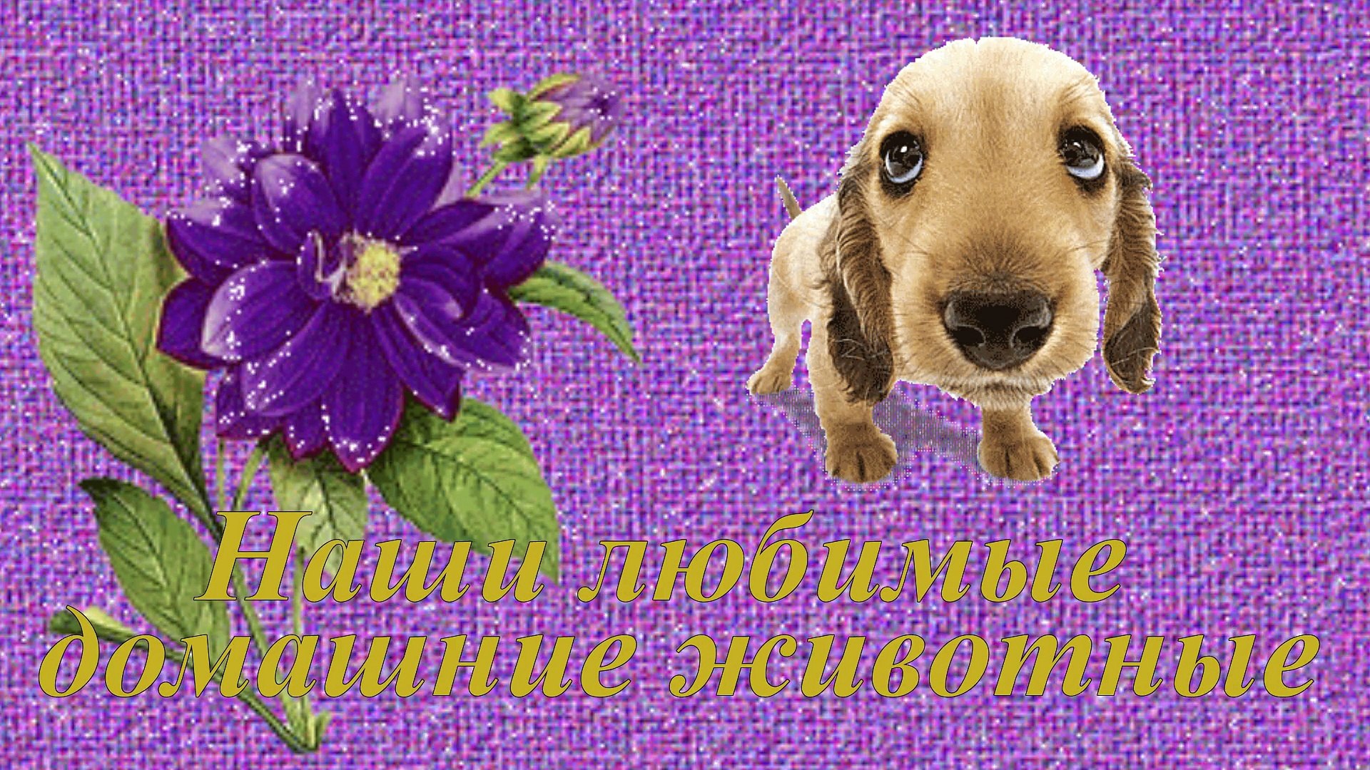 ⁣Наши любимые животные. our favorite pets