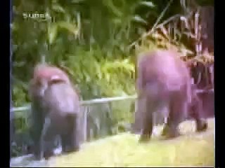 Funny Animals - dAILY fUNN