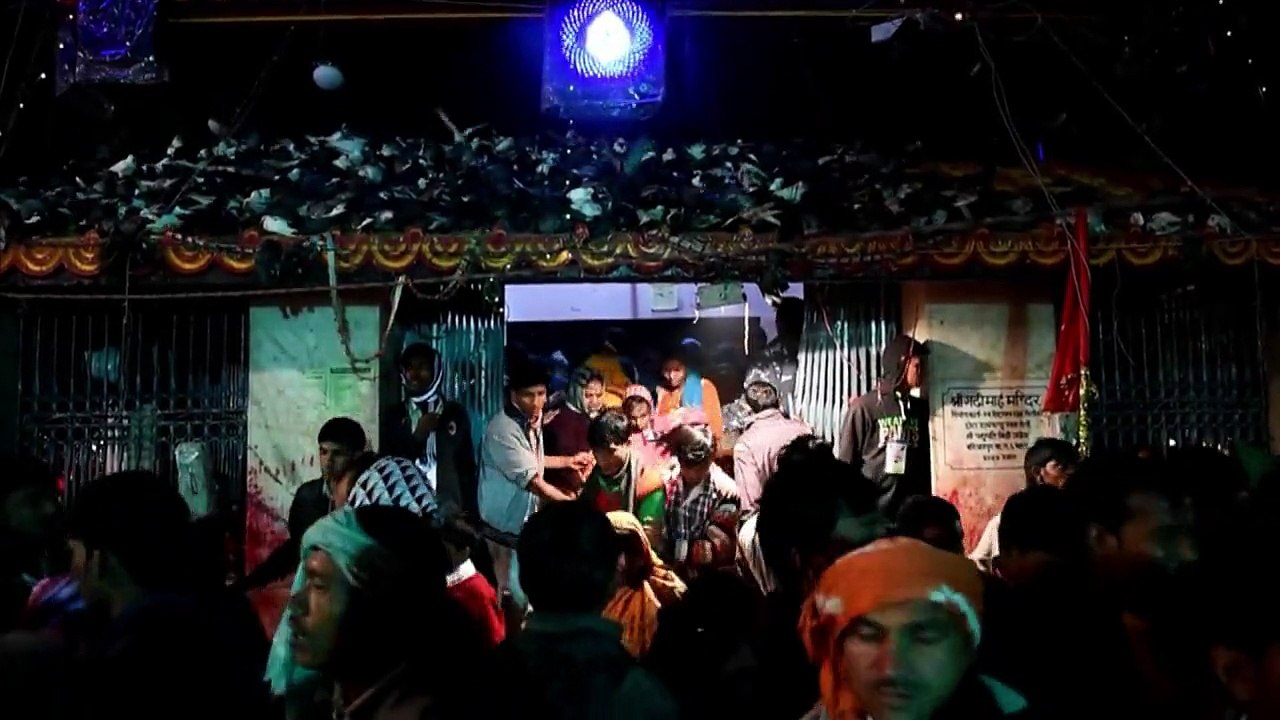 Blutiges Hindu-Ritual: Massenschlachtung in Nepal