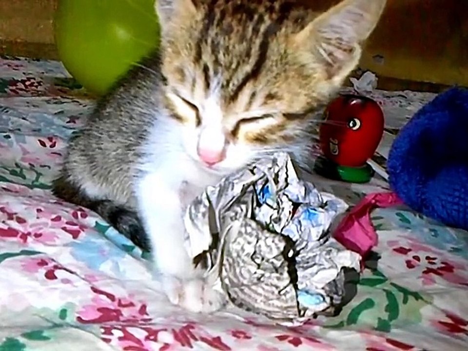 kitty sleepy feline pets kitten cat 3D HD