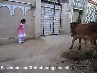 FUNNY VIDEO Daily FuNn