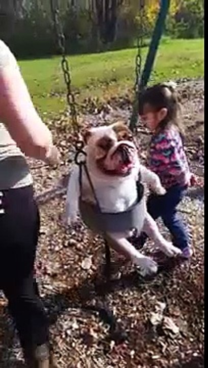 bulldog on swing