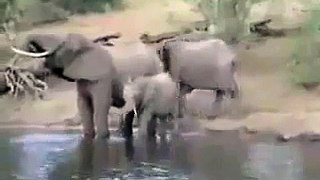 Dangerous Battle between Elephant and Crocodile.