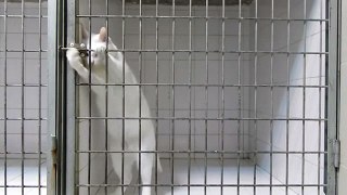 Hidden camera shows cat performing amazing jailbreak.