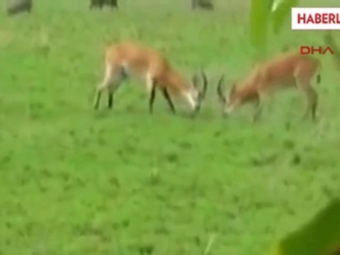Bartın Uganda'da Güreş Yapan Ceylanları Sosyal Paylaşım Sitesinde Yayınladı