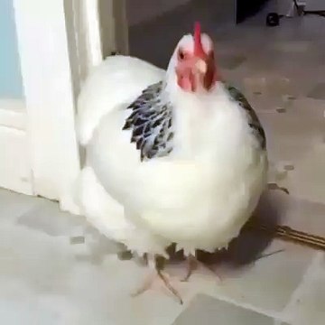 A chicken sneezing... That is all
