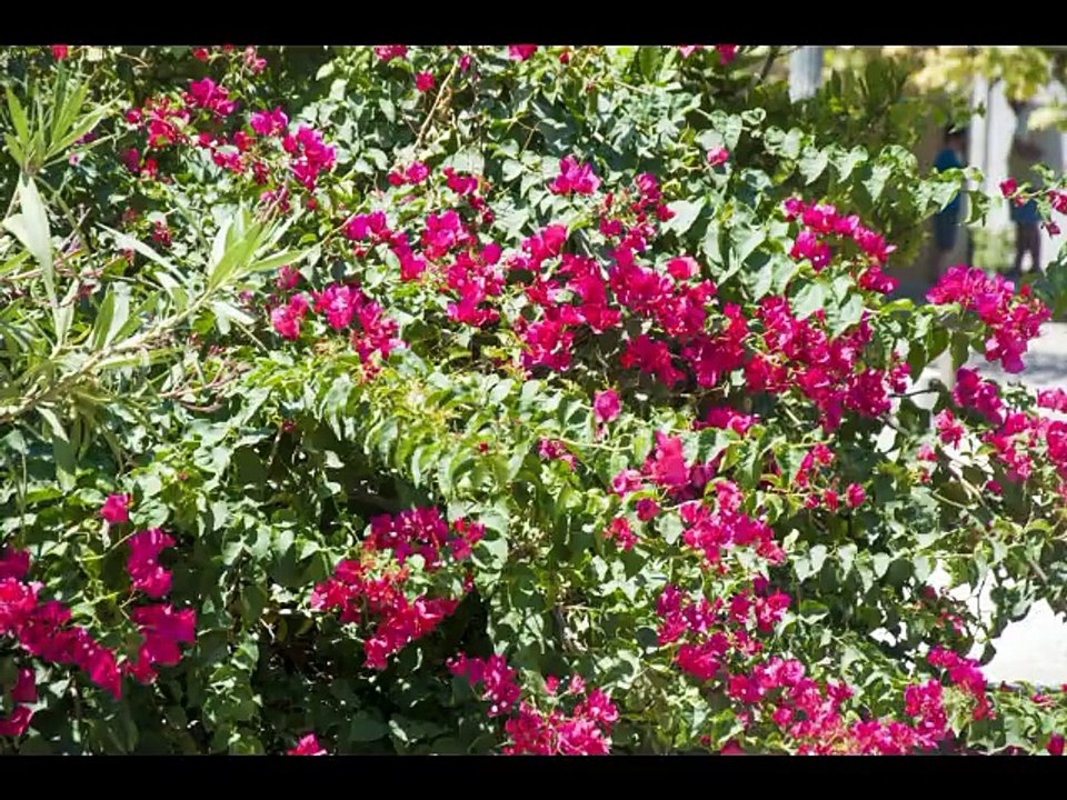Nana Mouskouri and the greek adventure 2014