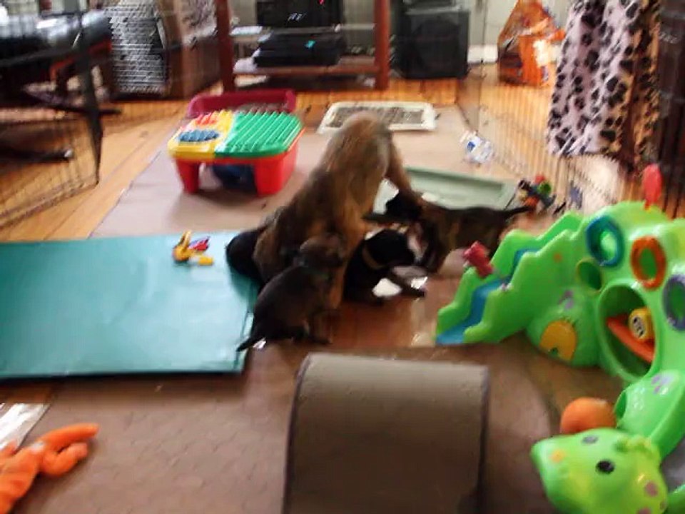 Beast and her puppies playing