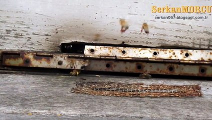 29 kasım 2014 POLEN GELİŞİ...