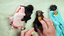 Cajoler des petites chauve-souris trop mignonnes!