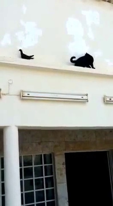 Un pigeon joue à chat... avec un chat!