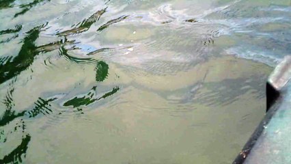 Praias, Mares, Barcos, Canoagem, Mar Aberto, Cavernas Submarinas, Mergulhos Submarinos, Picinguaba, Ubatuba, SP, Brasil, Marcelo Ambrogi, (77)