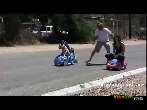 Carrera perros vs humanos / Carrera de autos perros vs humanos