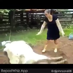 Levando um coice da vaca kkk