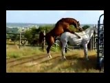 Horse cute   Caballos Follando~1