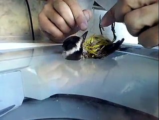 Ressuscitando um bentivi com respiração bico a bico