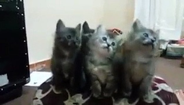 VID-20141129-WA0013.mp4