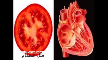 الإعجاز العلمي في الطعام إعداد الطالبة غادة إبراهيم (صحتي أمانة)