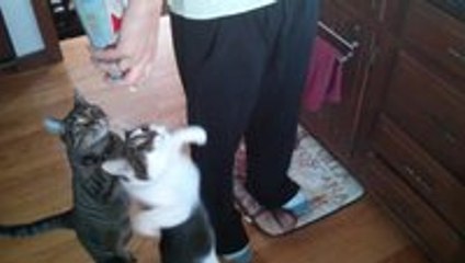 Never Feed Your Cat Whipped Cream