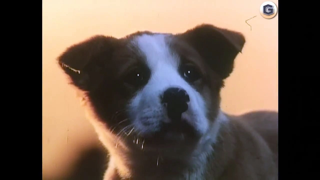 サントリー トリス ウイスキー CM 1981年 「雨と子犬」篇 動画 Dailymotion