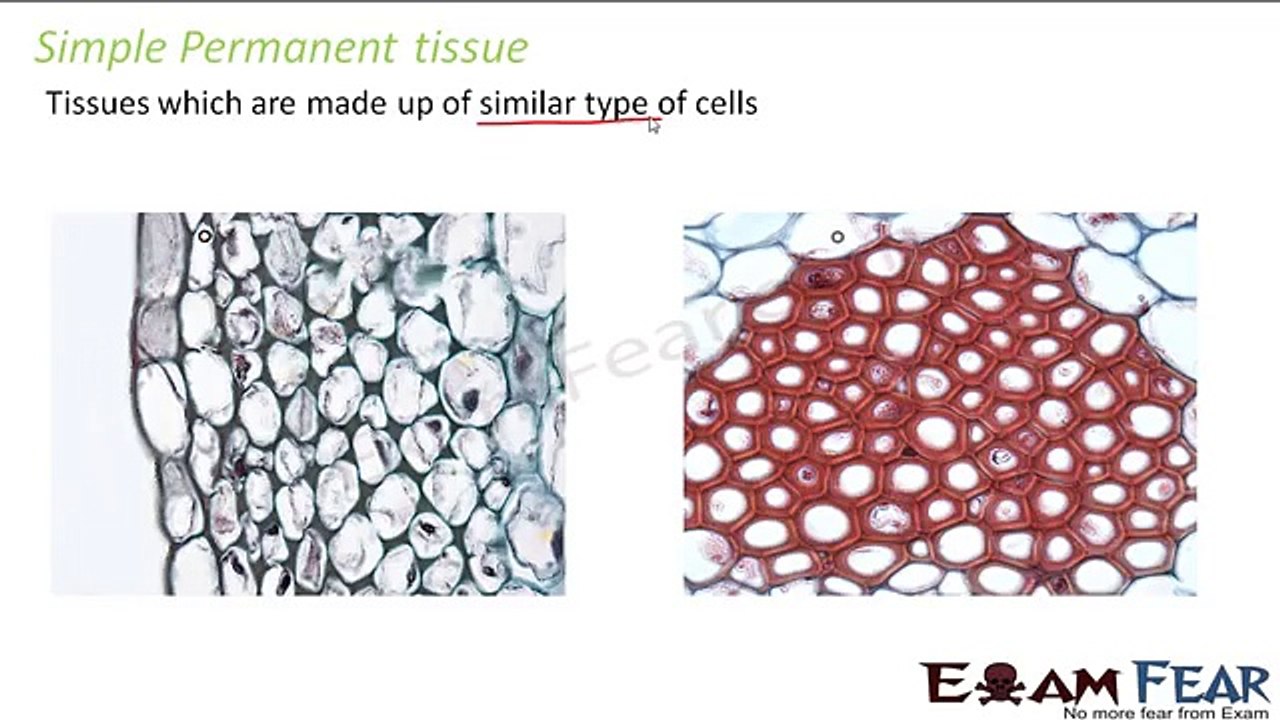 about plant tissue parenchyma & collenchyma