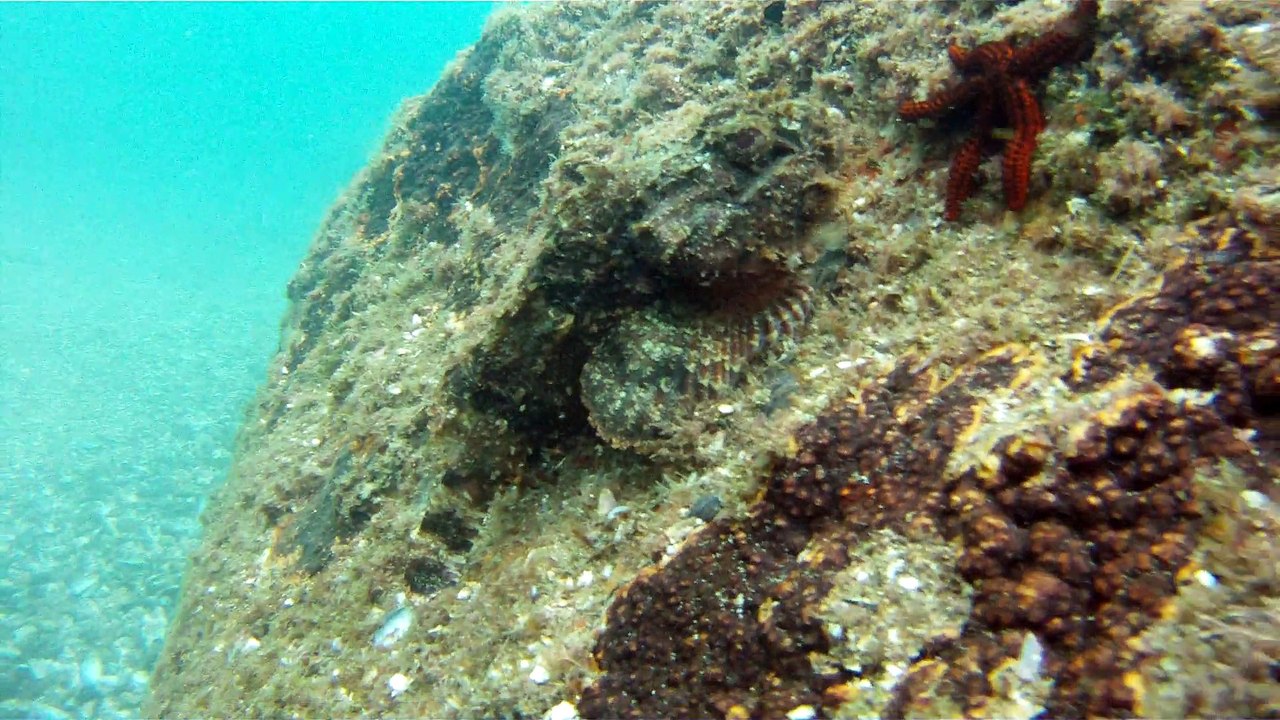 Arquipélago da Almada, navegação, mergulho submarino, Marcelo Ambrogi, Ubatuba, SP, Brasil, peixes raros, corais, (36)