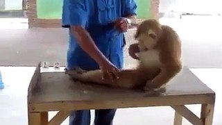 Monkey Doing Exercise to Get Six packs Abs