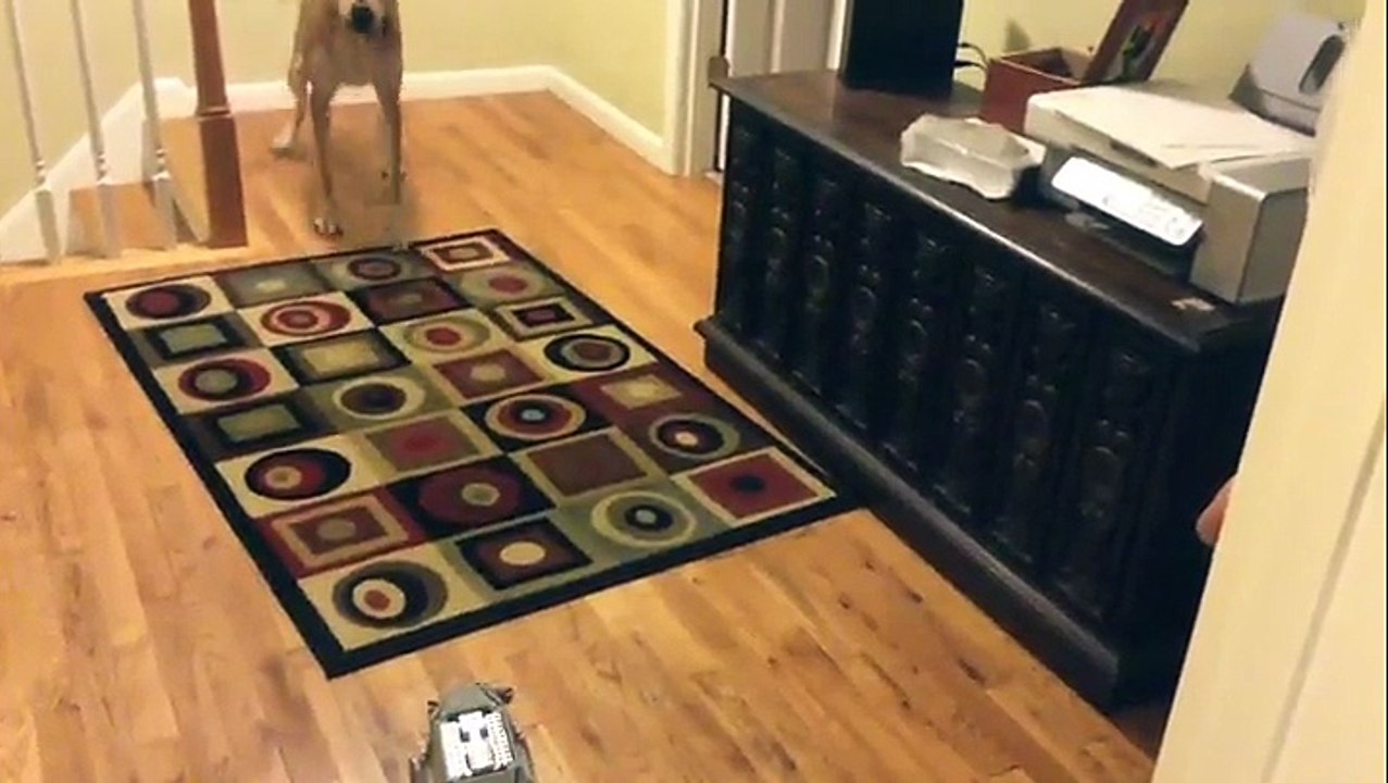 Chien VS Star wars AT-AT