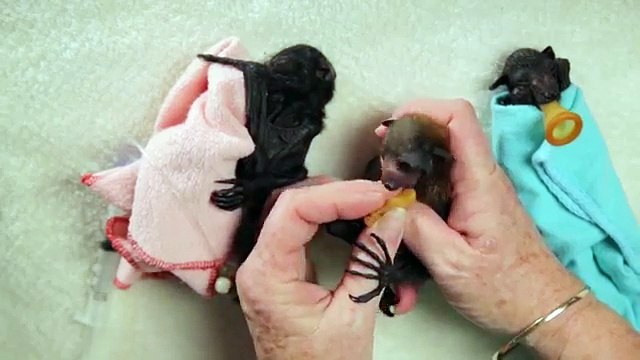 Sauvetage de bébés chauves-souris