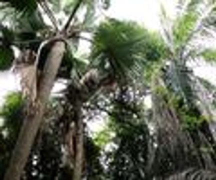 Gambiya'nın doğal maymun parkı