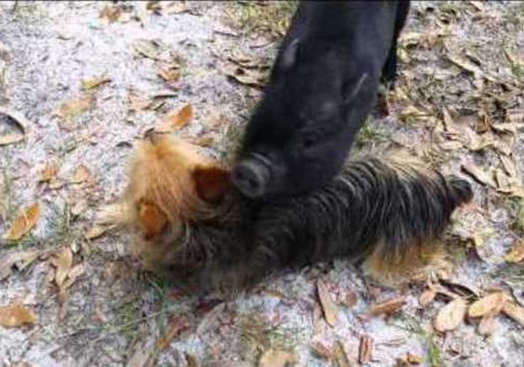 Ellie the Dog 'Fights' Coco the Pig