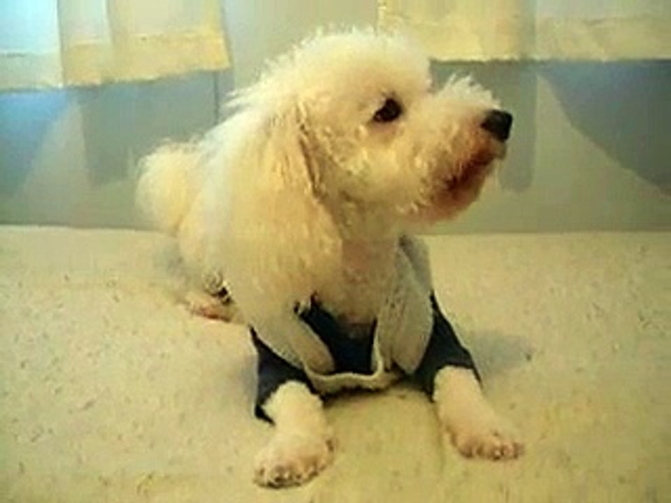 Bichon Frise - Teo