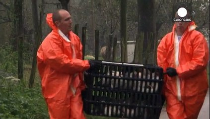 Hollanda'da bir çiftlikte daha kuş gribi tespit edildi