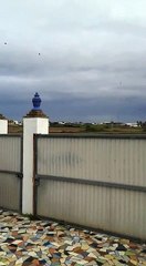 Palomos buchones gaditanos de vuelo