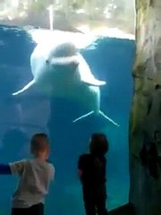 Çocuklarla şakalaşan yunuslar