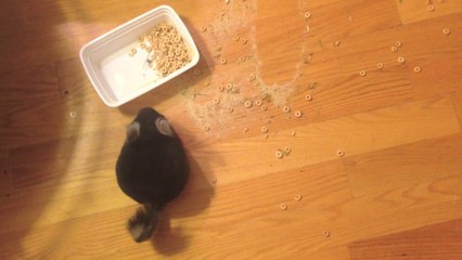 Chinchillas vs. Cheerios