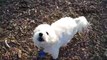 A Bichon Frise and His Ball  - Cute Funny Puppy Dog