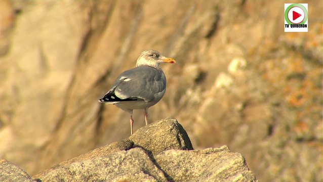 Quiberon | Surf et Bodyboard Sauvage | TV Quiberon 24/7