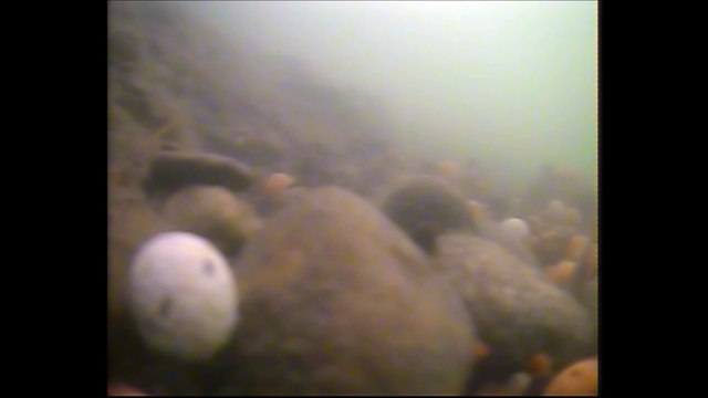 2 minutes dans le monde des carpes ..Carpe piquée face à la caméra