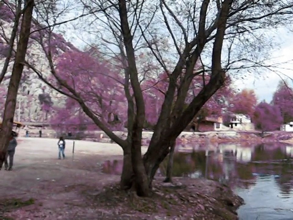 MVI_1234